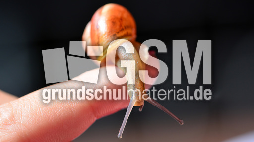 Bänderschnecke (8).jpg